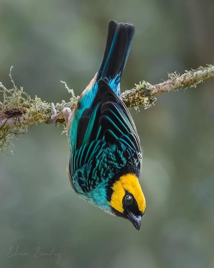 Bosque De Niebla Birding & Nature Cali Exteriör bild