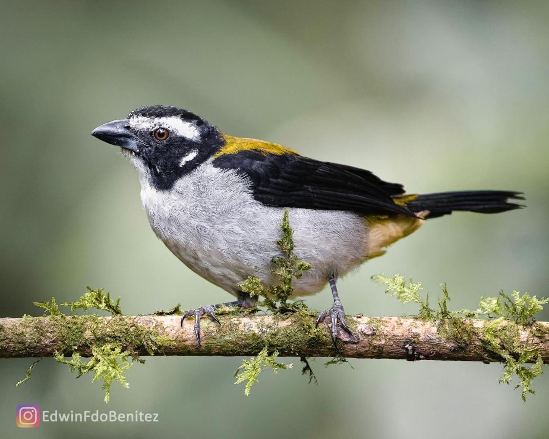 Bosque De Niebla Birding & Nature Cali Exteriör bild