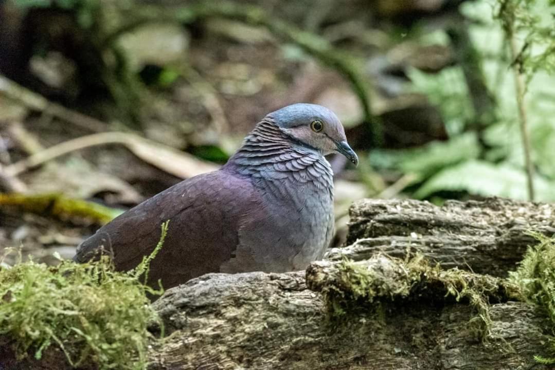 Bosque De Niebla Birding & Nature Cali Exteriör bild