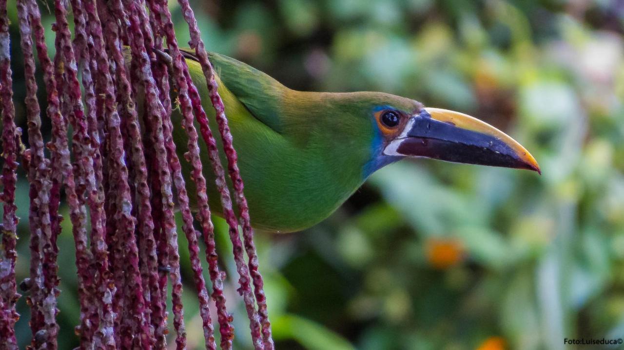 Bosque De Niebla Birding & Nature Cali Exteriör bild