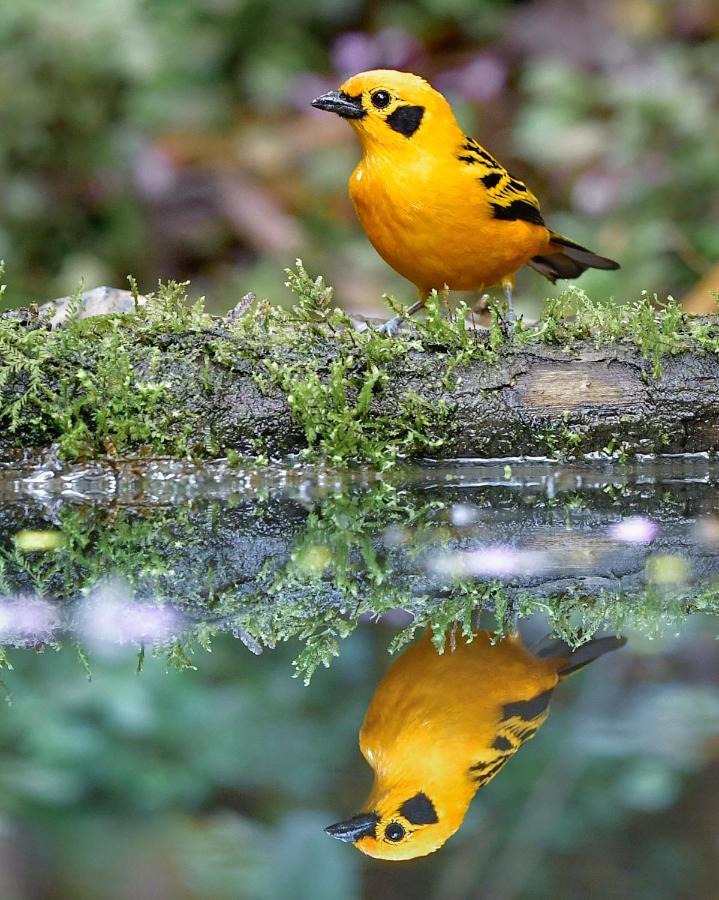 Bosque De Niebla Birding & Nature Cali Exteriör bild