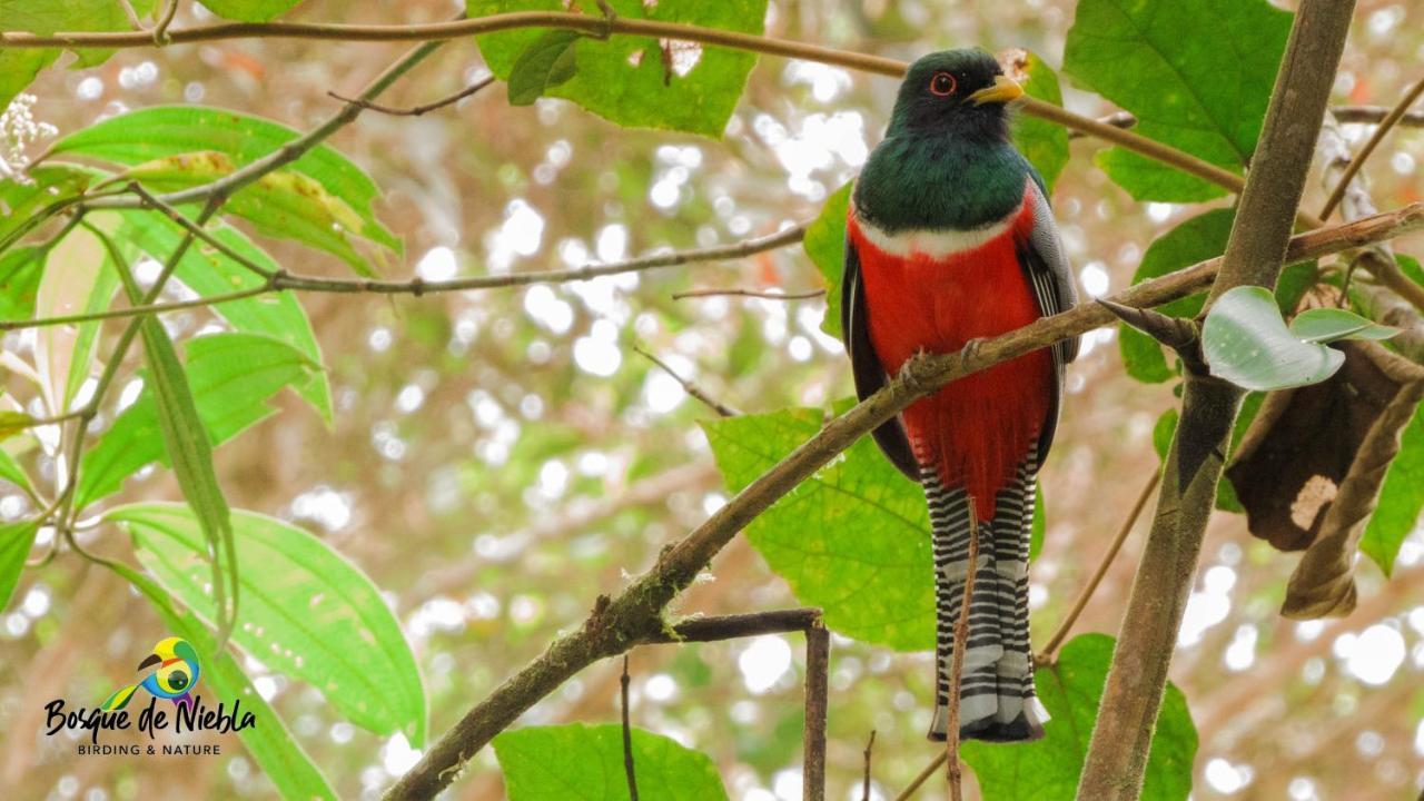 Bosque De Niebla Birding & Nature Cali Exteriör bild