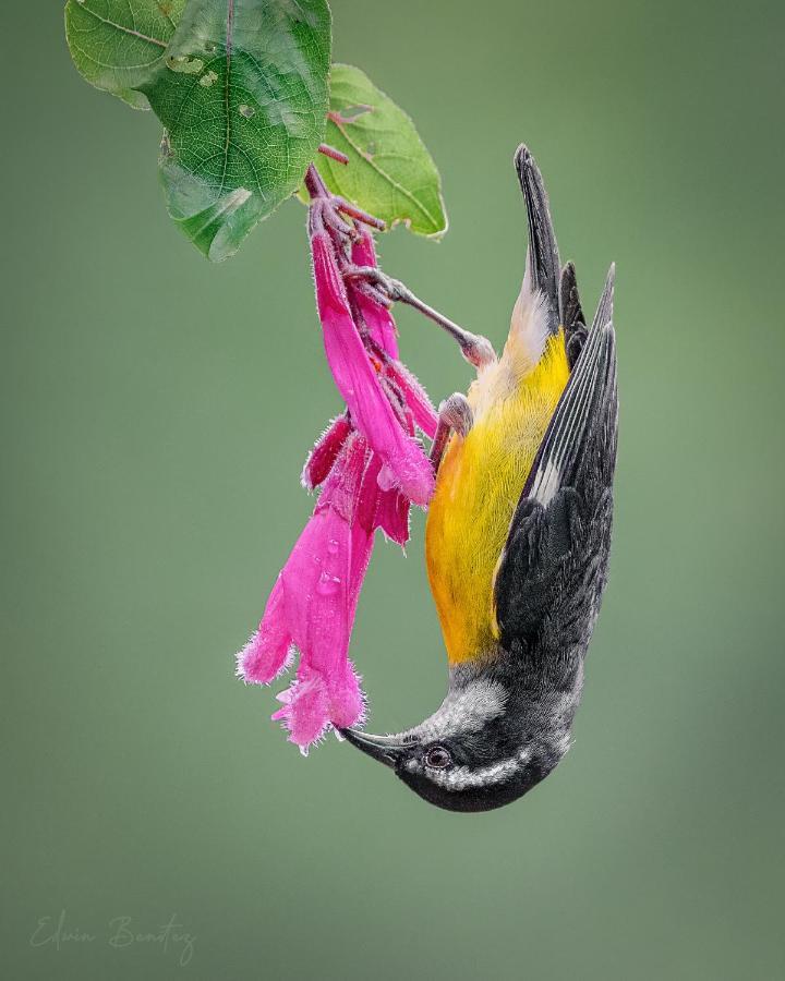 Bosque De Niebla Birding & Nature Cali Exteriör bild